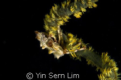 The Zombie...
Xeno crab. One of the first comments I rec... by Yin Sern Lim 